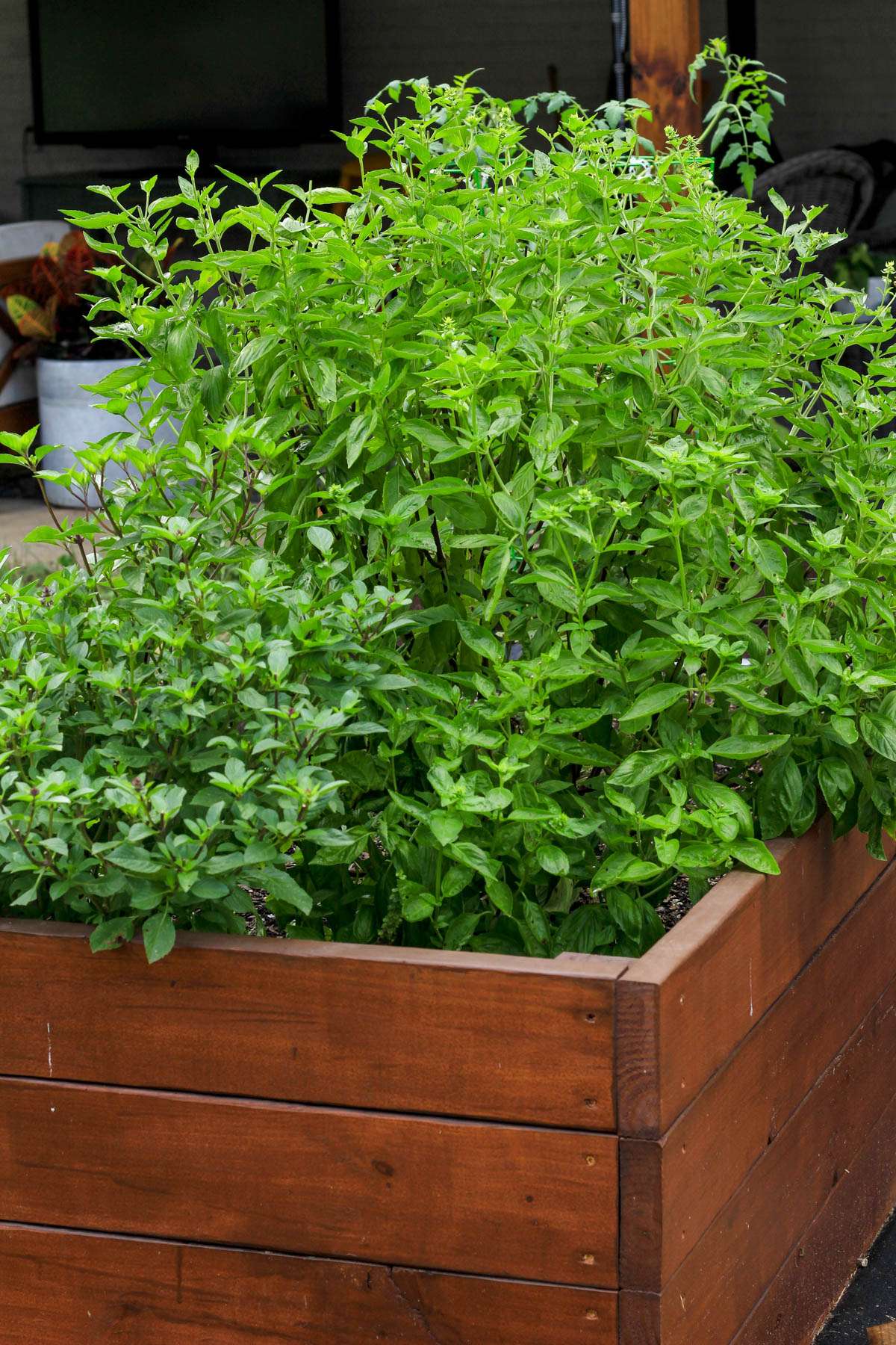 Raised garden bed with fresh basil growing.