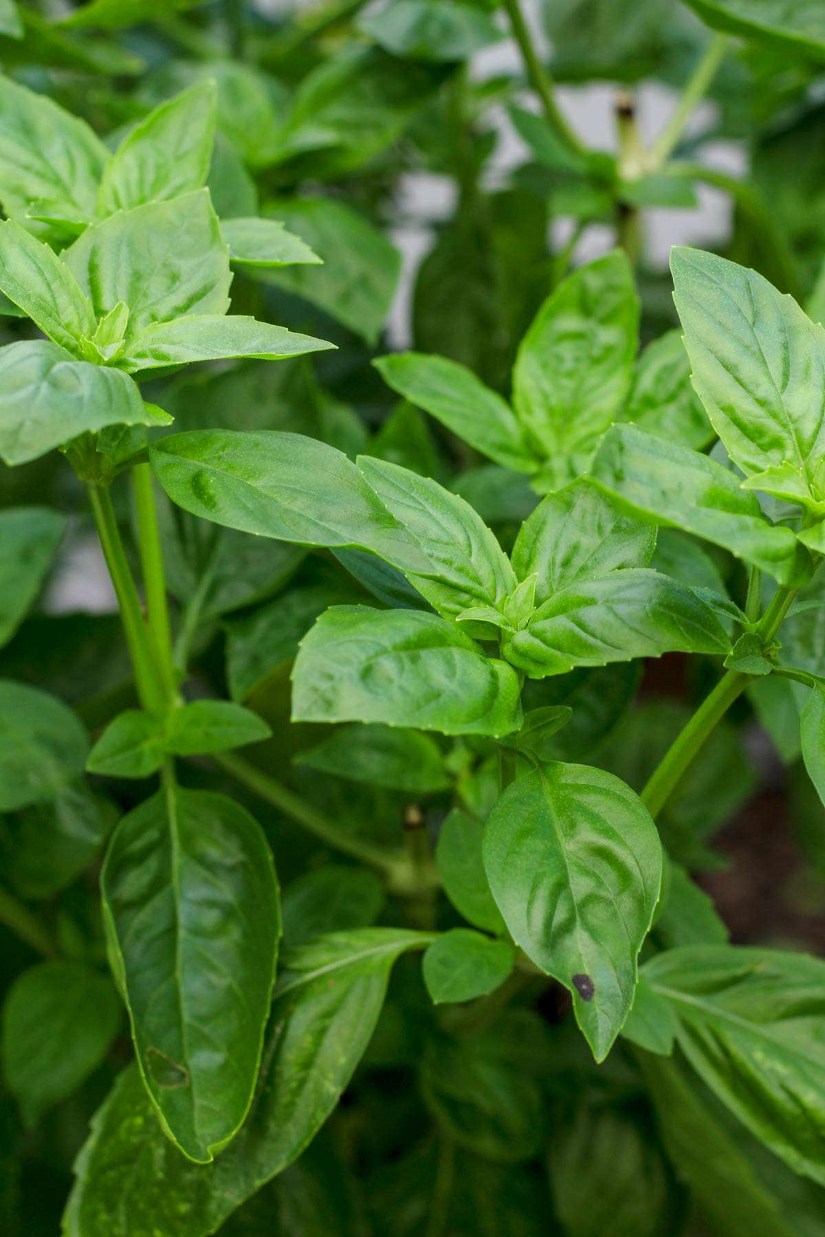 A close up of fresh basil growing in the garden.